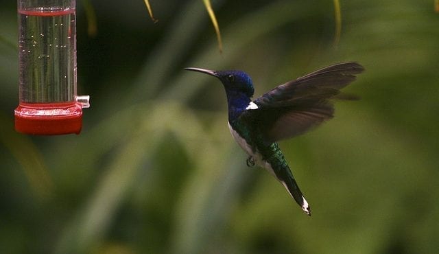 Bilden visar en hummingbird